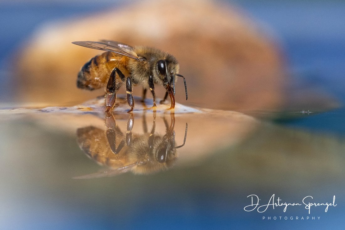 Nature Photographer of the Year 2021, Youth Category Highly Commended 