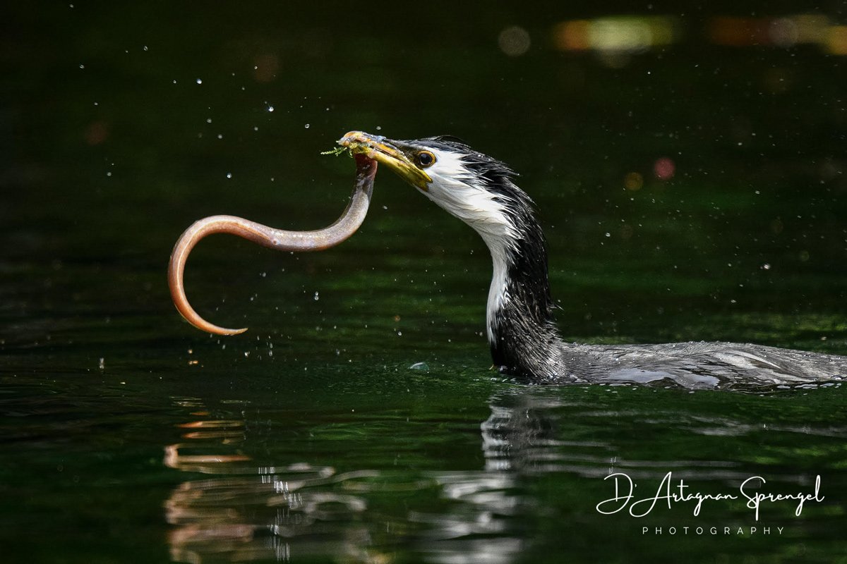 New Zealand Geographic Photographer of the Year 2020, Finalist