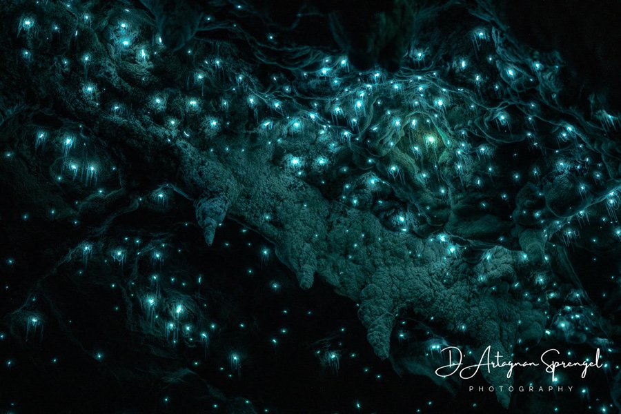 WildArt Photographer of the Year 2021, Light Category Young Winner