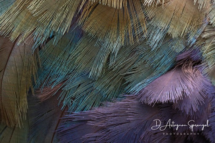 WildArt Photographer of the Year 2021, Abstracts Category Young Winner