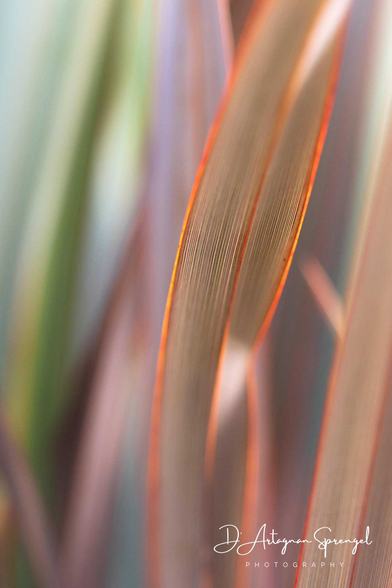 WildArt Photographer of the Year 2021, Abstracts Category Young Winner